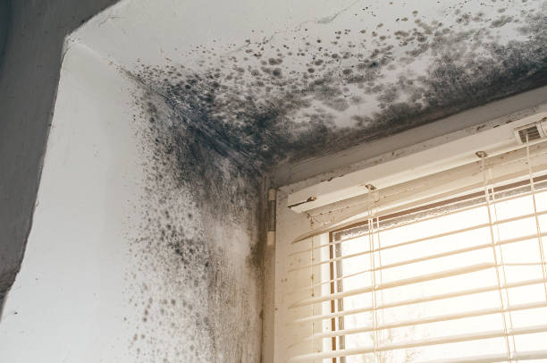 Trusted Black Mold Removal service in Oak Park, MI - Cheap Mold Removal